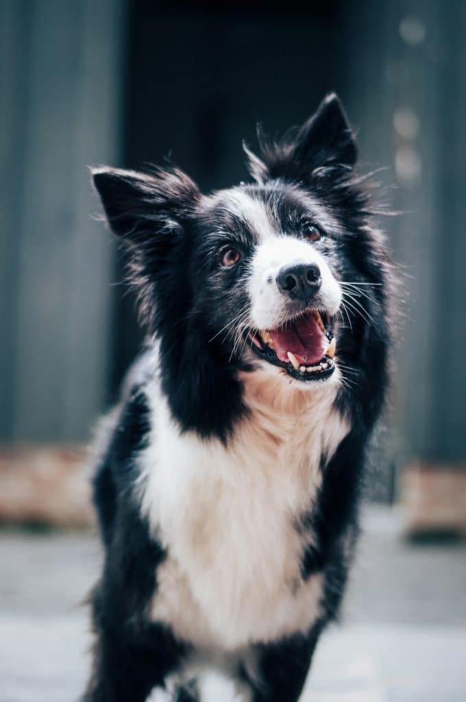 Top Pet-Friendly Accomodations In Mexico