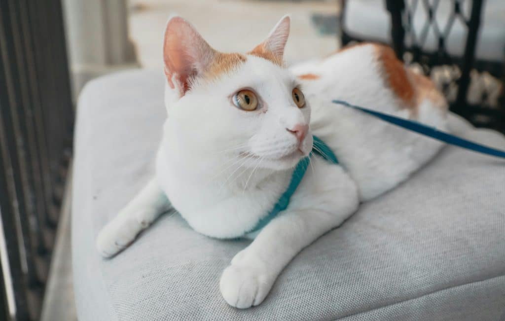 Top Pet-Friendly Accomodations In Mexico