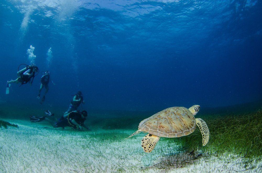 Explore Yelapa Waterfalls with All-Inclusive Snorkeling Yacht Cruise